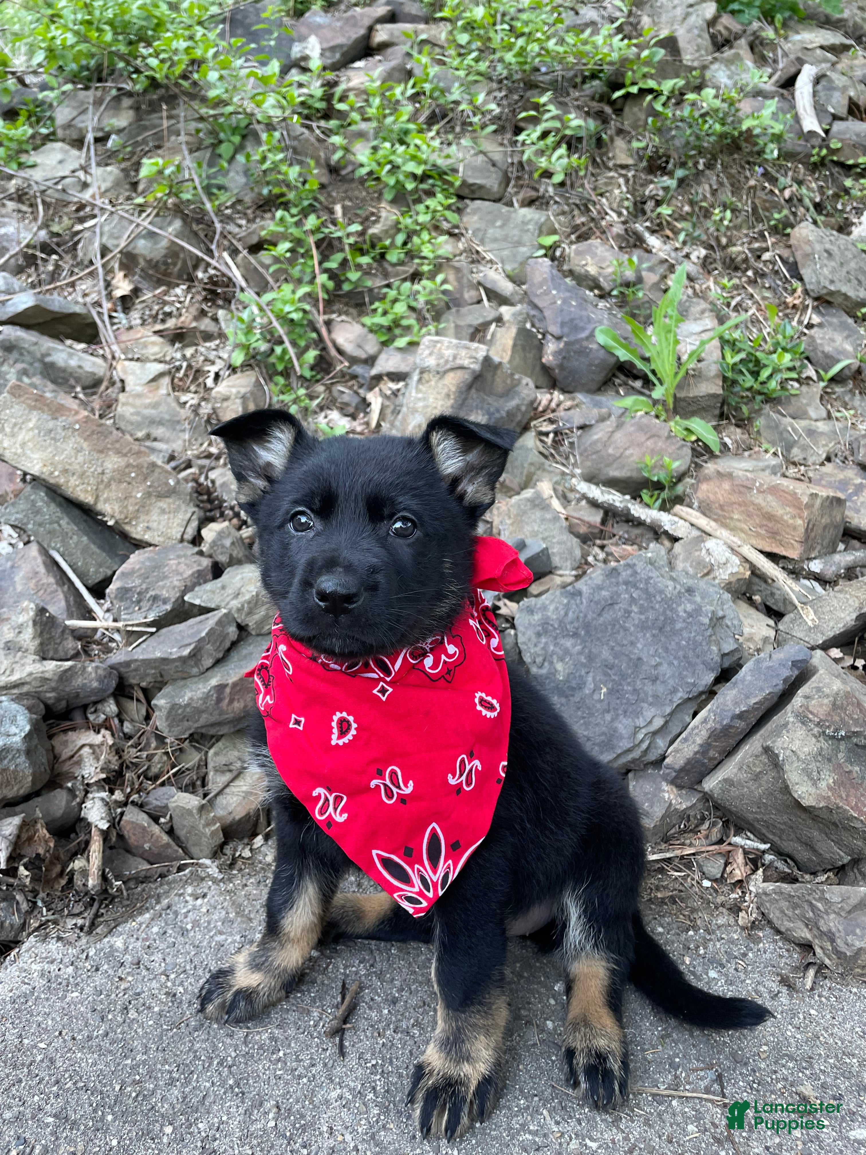 German Shepherd dogs Collar Red - Ad 1