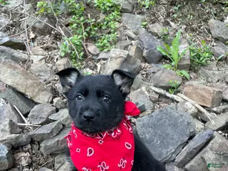 German Shepherd dogs for sale: Collar Red - Ad 1