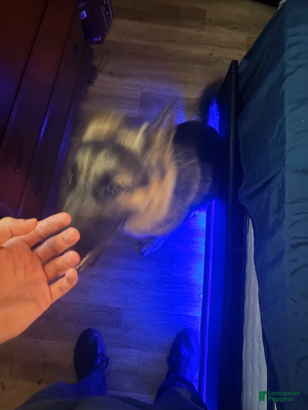Mixed Breed dogs for stud: King German shepherd - Ad 1