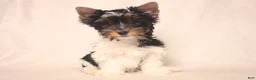 Biewer Terrier dogs for sale: Tinker - Ad 1