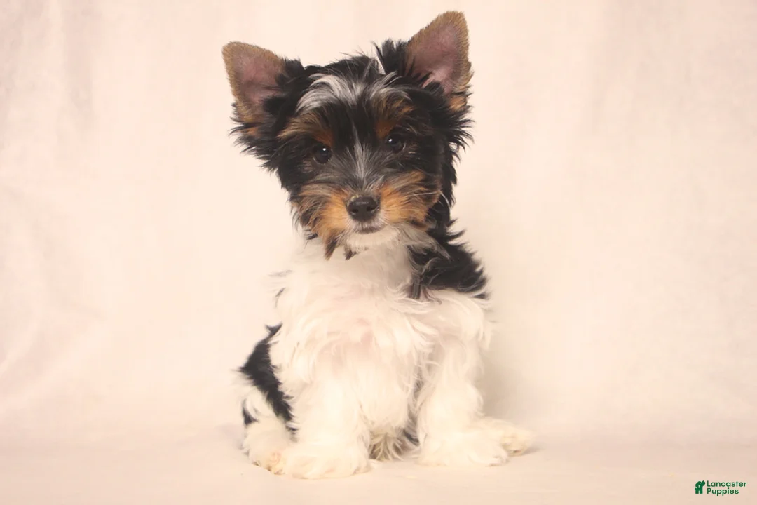 Biewer Terrier dogs for sale: Tinker - Ad 1