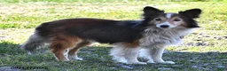 Shetland Sheepdog dogs for sale: Hazel - Ad 5