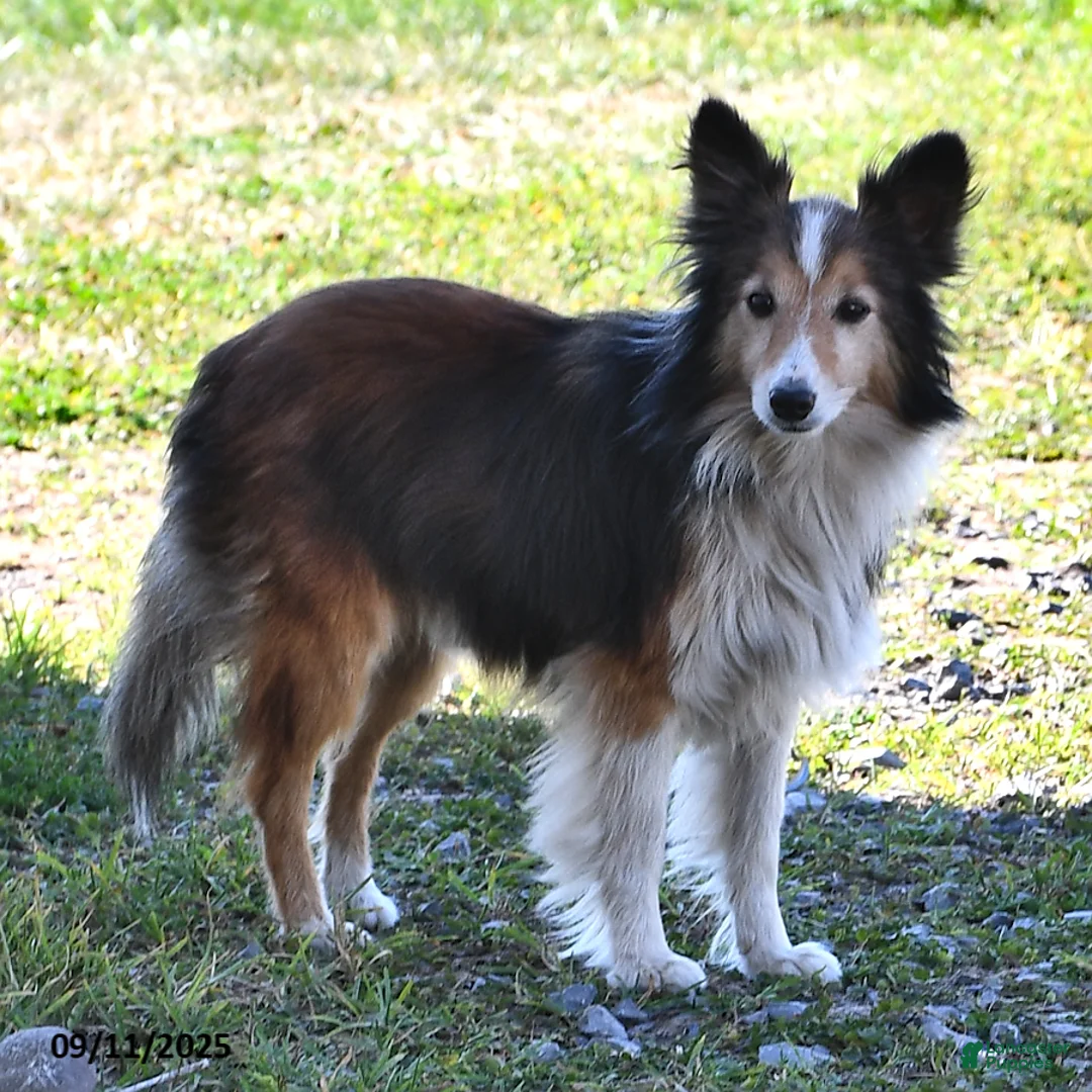 Shetland Sheepdog dogs for sale: Hazel - Ad 5