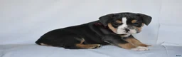 Beabull dogs for sale: Blossom - Ad 5