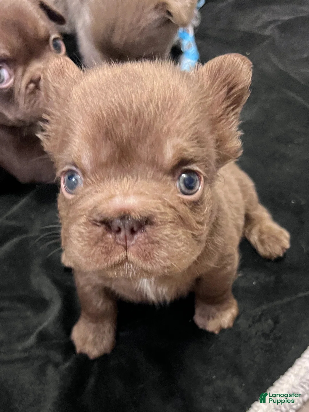 French Bulldog dogs for sale: Oakley - Mini Fluffy - Ad 1