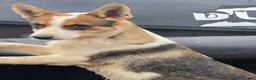 Mixed Breed dogs for sale: Winston  - Ad 3