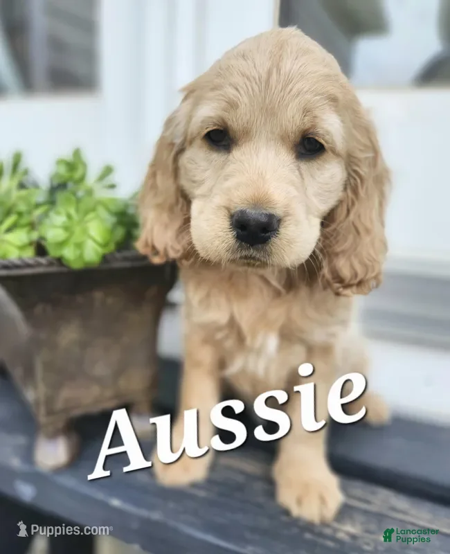 Mixed Breed dogs Aussie - Ad 23
