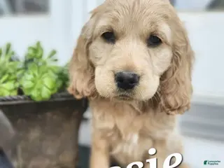 Mixed Breed dogs Aussie - Ad 23