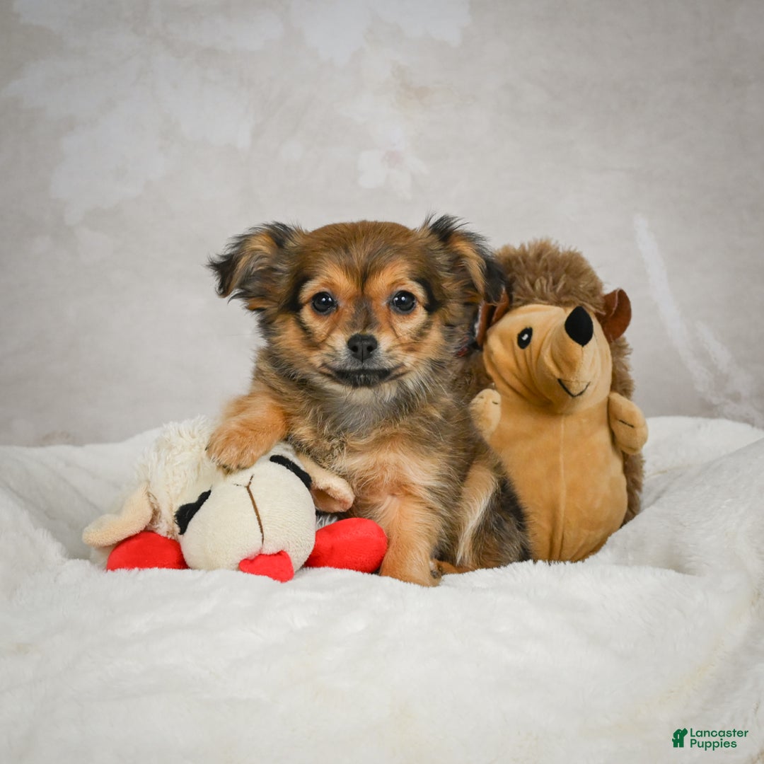 Chihuahua dogs for sale: Cuddly - Ad 8