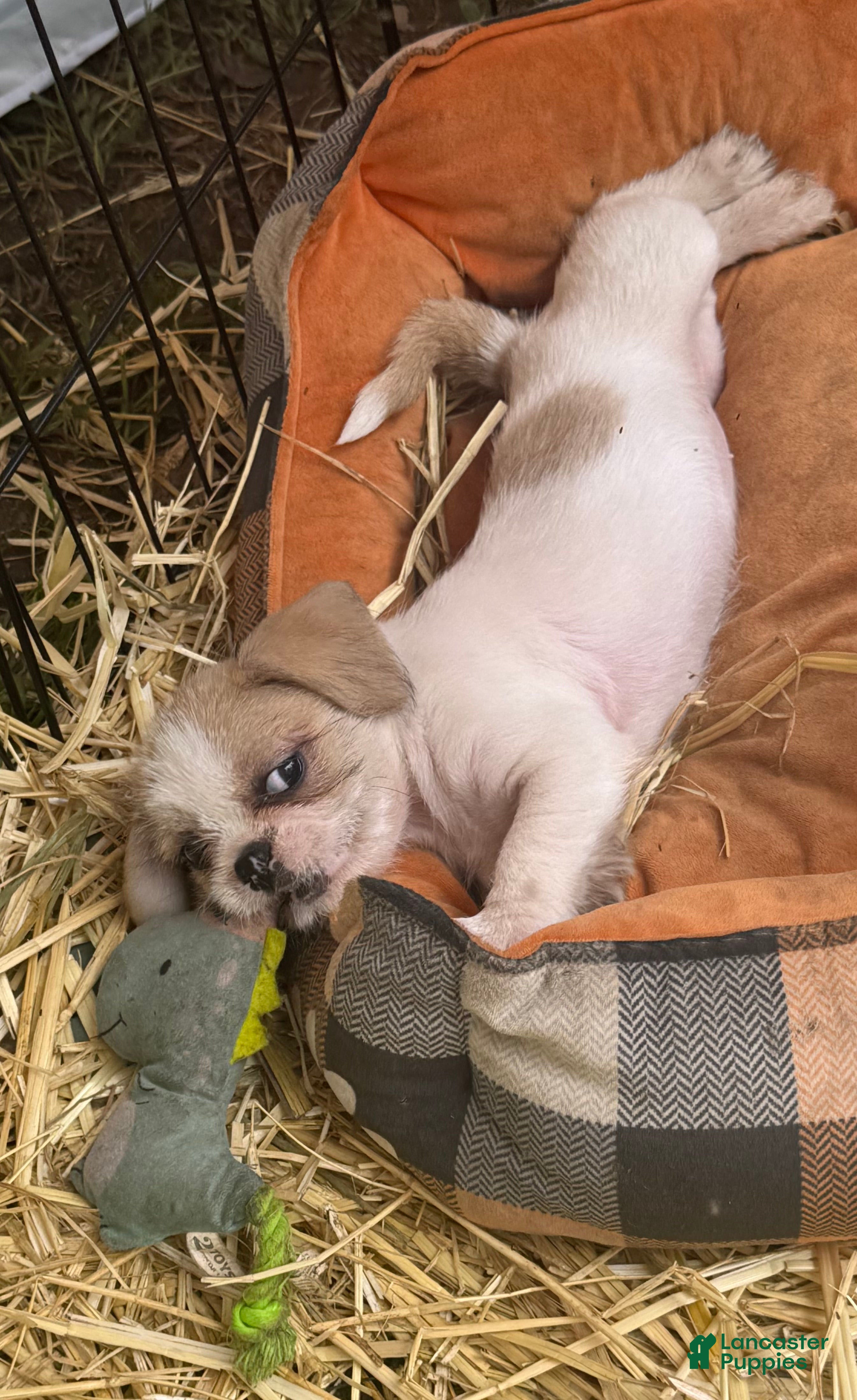 Mixed Breed dogs Mixed Breed 2 - Ad 9