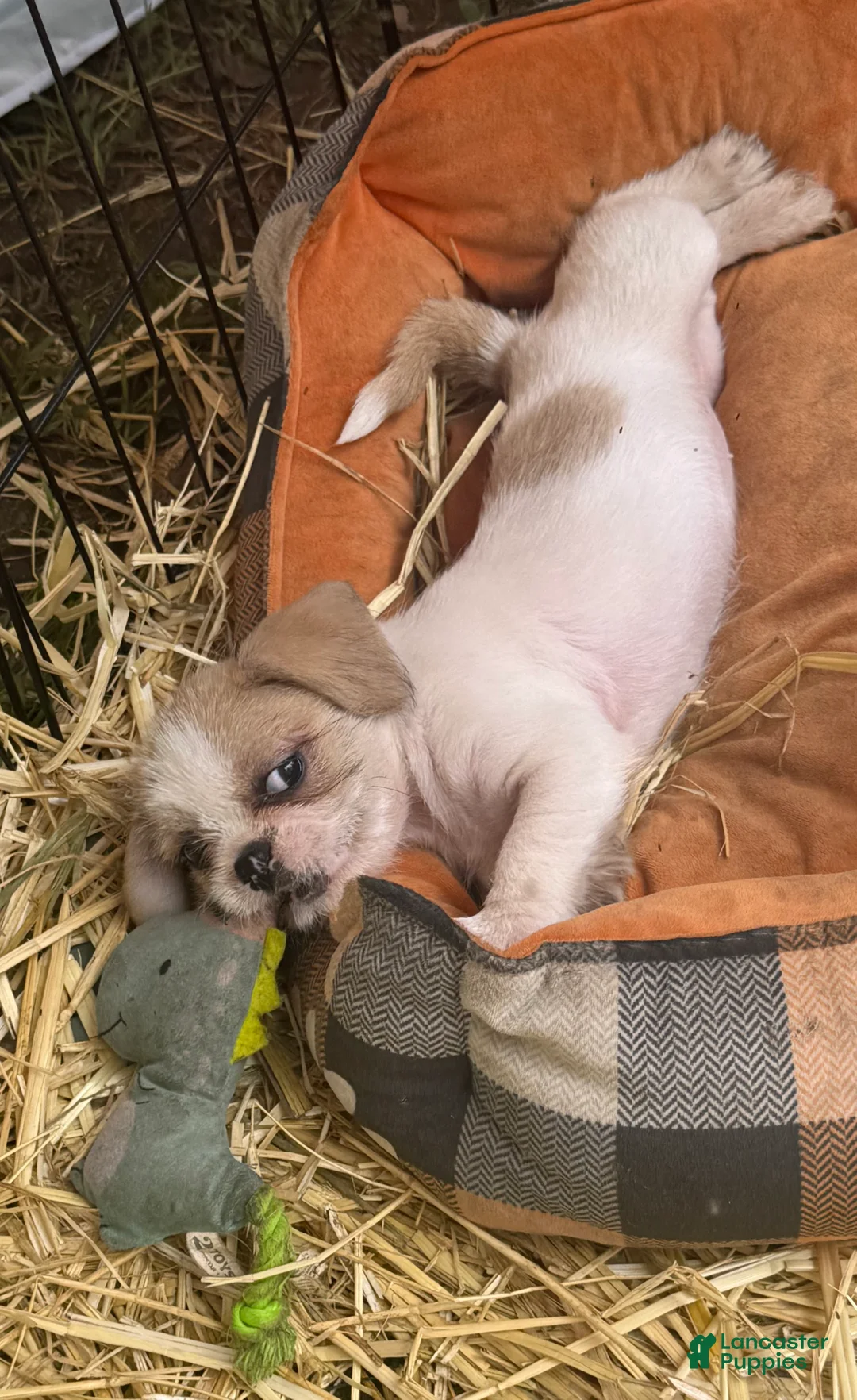 Mixed Breed dogs for sale: Mixed Breed 2 - Ad 1