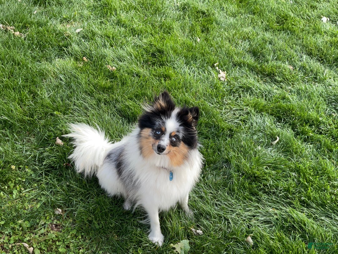 Pomeranian dogs for sale: Riley  - Ad 8