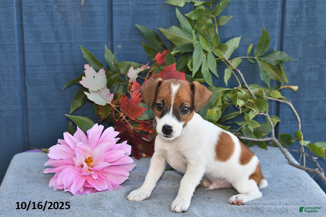 Jack Russell Terrier dogs for sale: Jasper - Ad 2