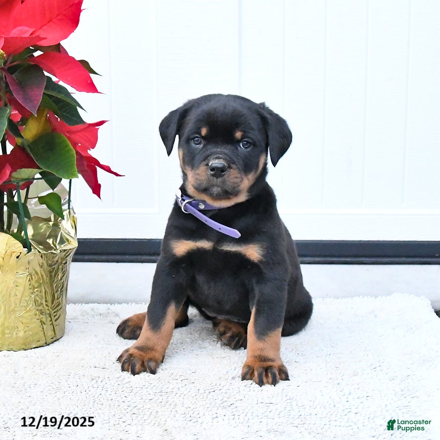 Rottweiler dogs Tilly - Ad 10