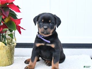 Rottweiler dogs Tilly - Ad 10