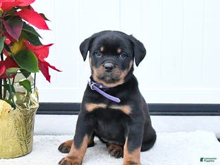 Rottweiler dogs Tilly - Ad 15