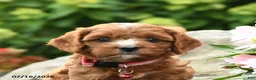 Cavapoo dogs for sale: Geneva - Ad 5