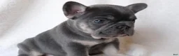 French Bulldog dogs for stud: Henry - Ad 3