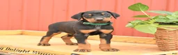 Doberman Pinscher dogs for sale: Rookie - Ad 1