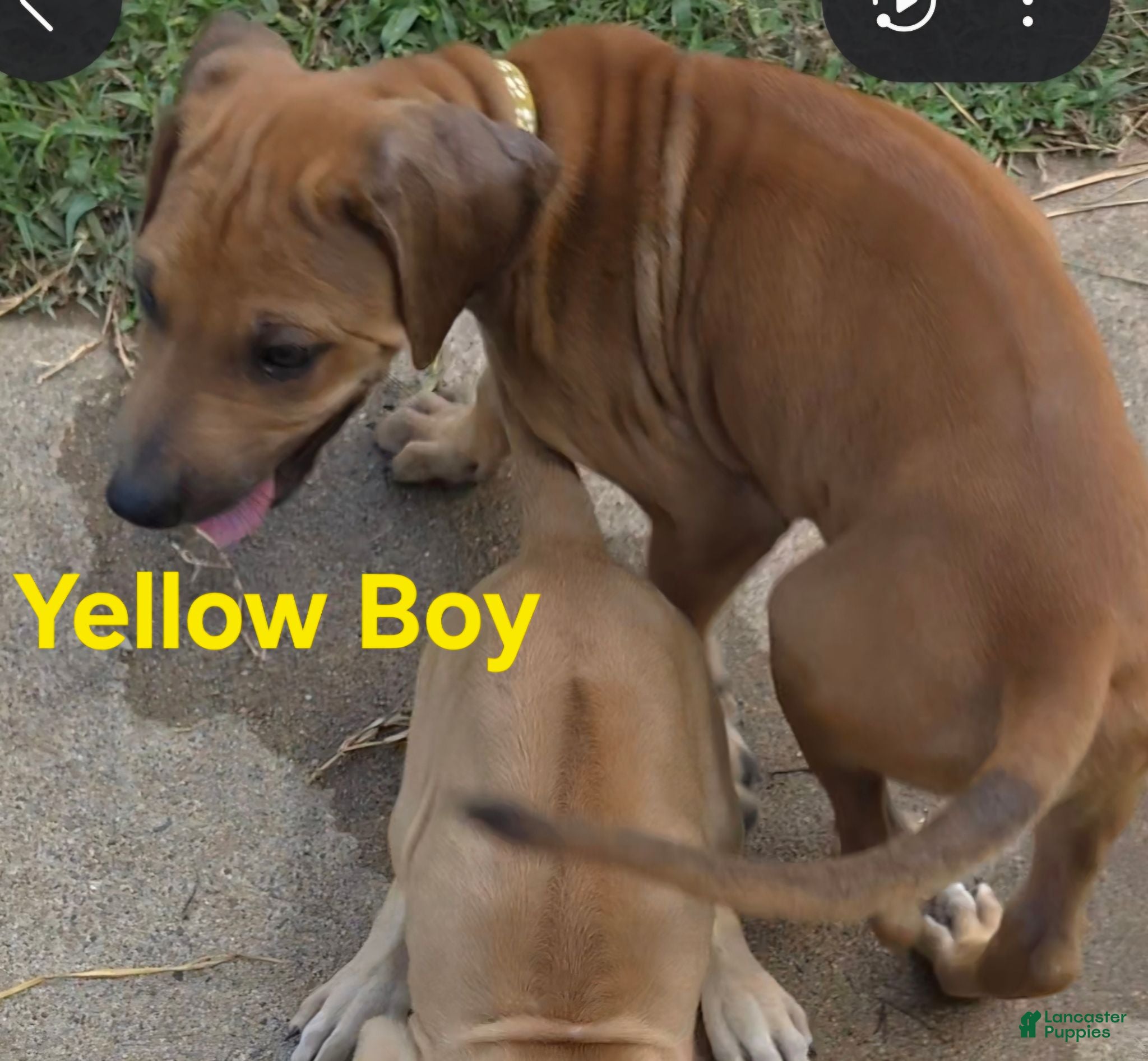 Rhodesian Ridgeback dogs Yellow Boy  - Ad 1