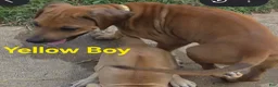 Rhodesian Ridgeback dogs for sale: Yellow Boy  - Ad 1