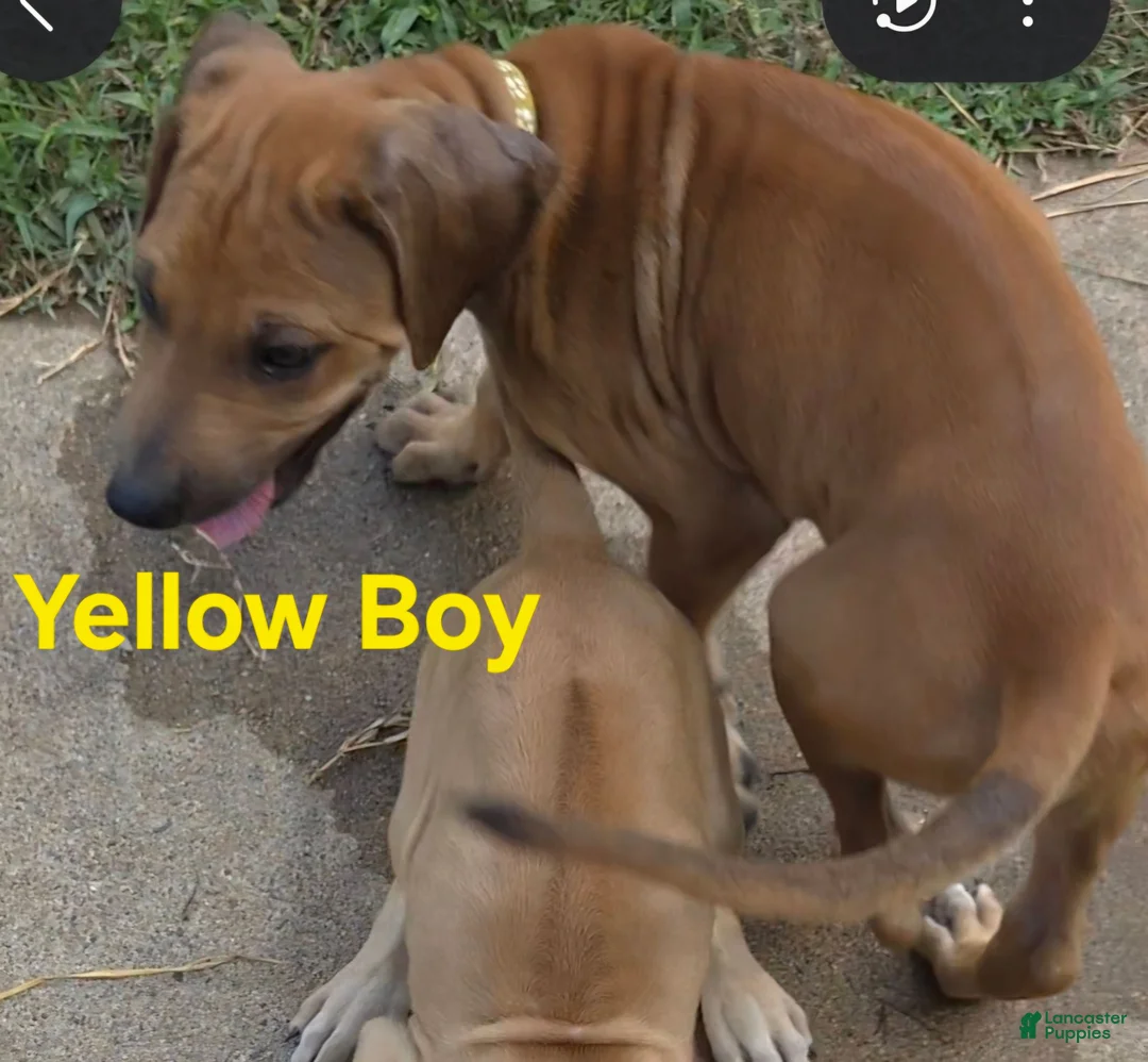 Rhodesian Ridgeback dogs for sale: Yellow Boy  - Ad 1