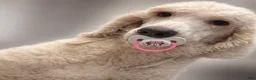 Standard Poodle dogs for sale: Standard Poodle Male  - Ad 5