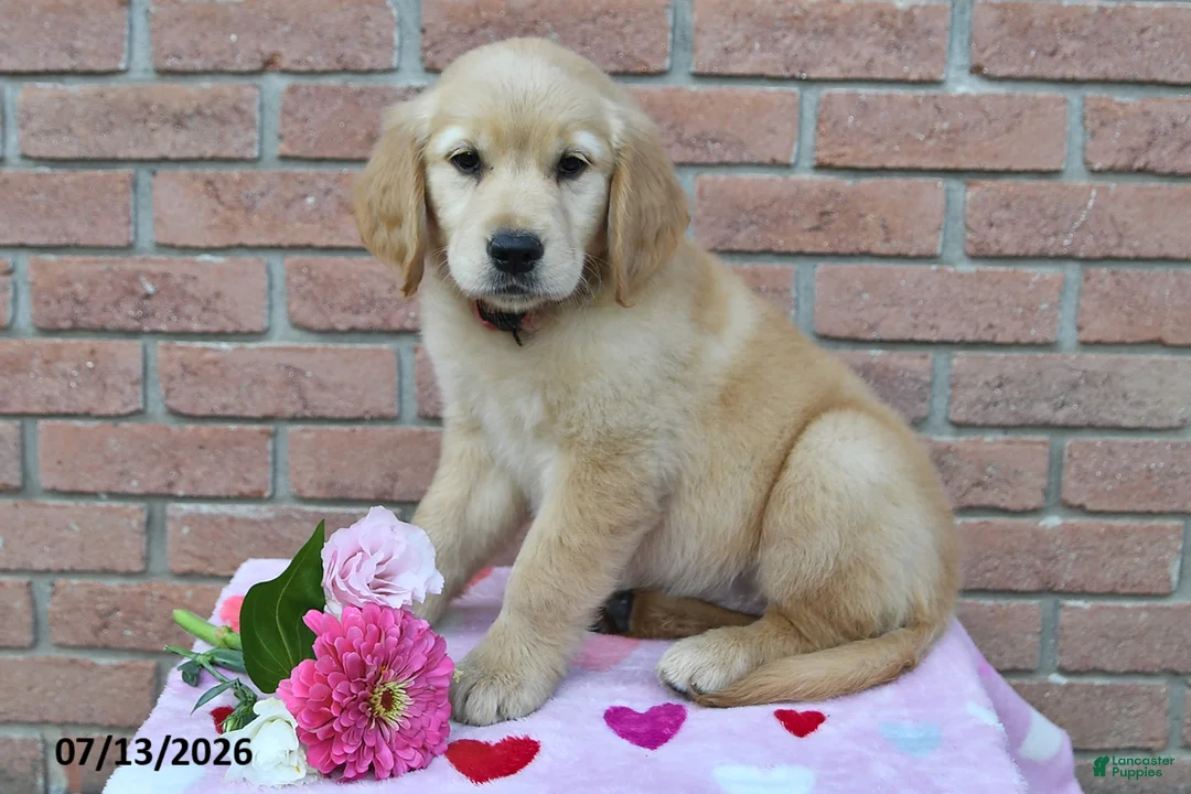 Golden Retriever dogs for sale: Lilly - Ad 3