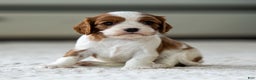 Cavalier King Charles Spaniel dogs for sale: Olive the Cavalier King Charles Spaniel - Ad 2