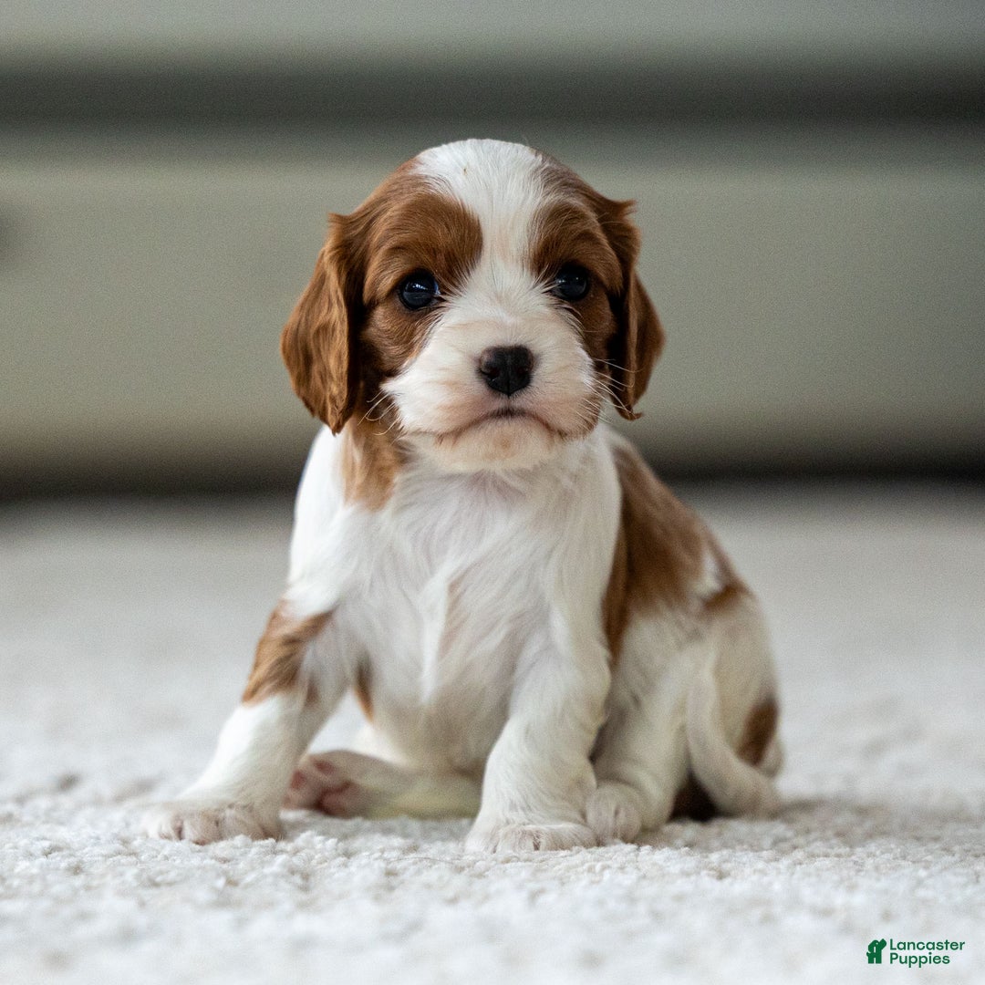 Cavalier King Charles Spaniel dogs for sale: Olive the Cavalier King Charles Spaniel - Ad 2