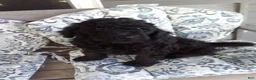 Goldendoodle dogs for sale: Buddy - Ad 1