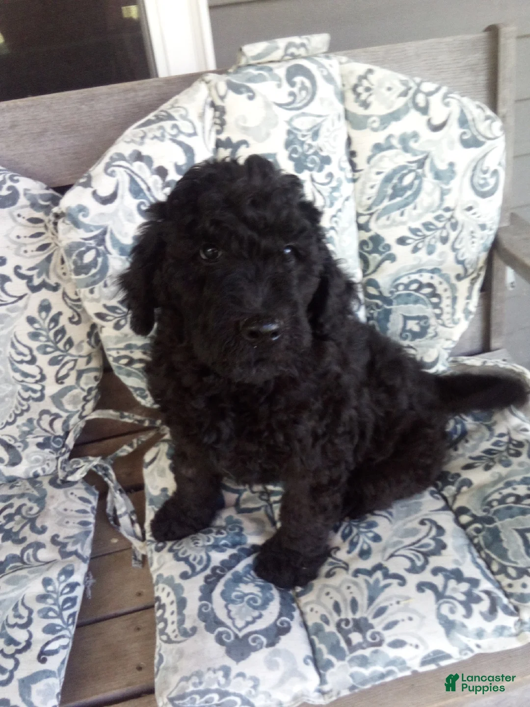 Goldendoodle dogs for sale: Buddy - Ad 1