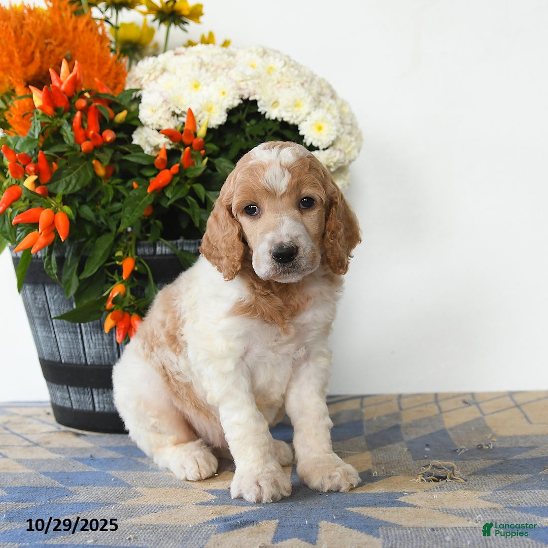 Standard Poodle dogs for sale: Toby - Ad 3