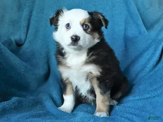 Miniature Australian Shepherd dogs for sale: Peggy - Ad 1