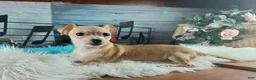 Chihuahua dogs for sale: Nationwide delivery. Popcorn boy green - Ad 7