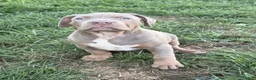 American Bully dogs for sale: Athena - Ad 5