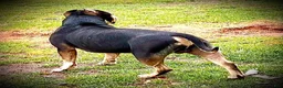 American Bully dogs for sale: American Bully Puppy 1 - Ad 24