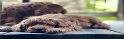 Mini Goldendoodle dogs for sale: Pink Collar - Ad 4