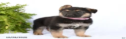 German Shepherd dogs for sale: Ronja - Ad 2