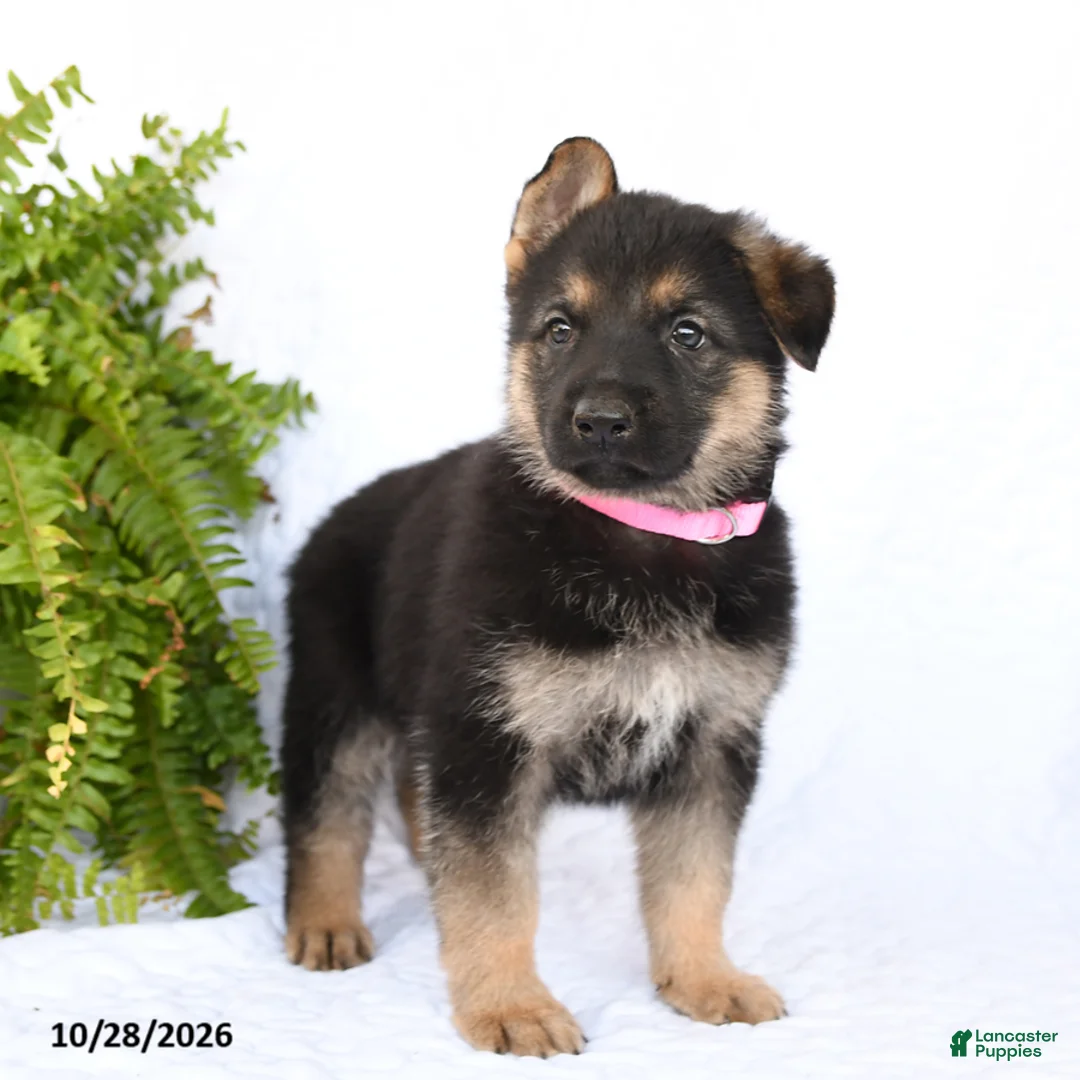 German Shepherd dogs for sale: Ronja - Ad 2