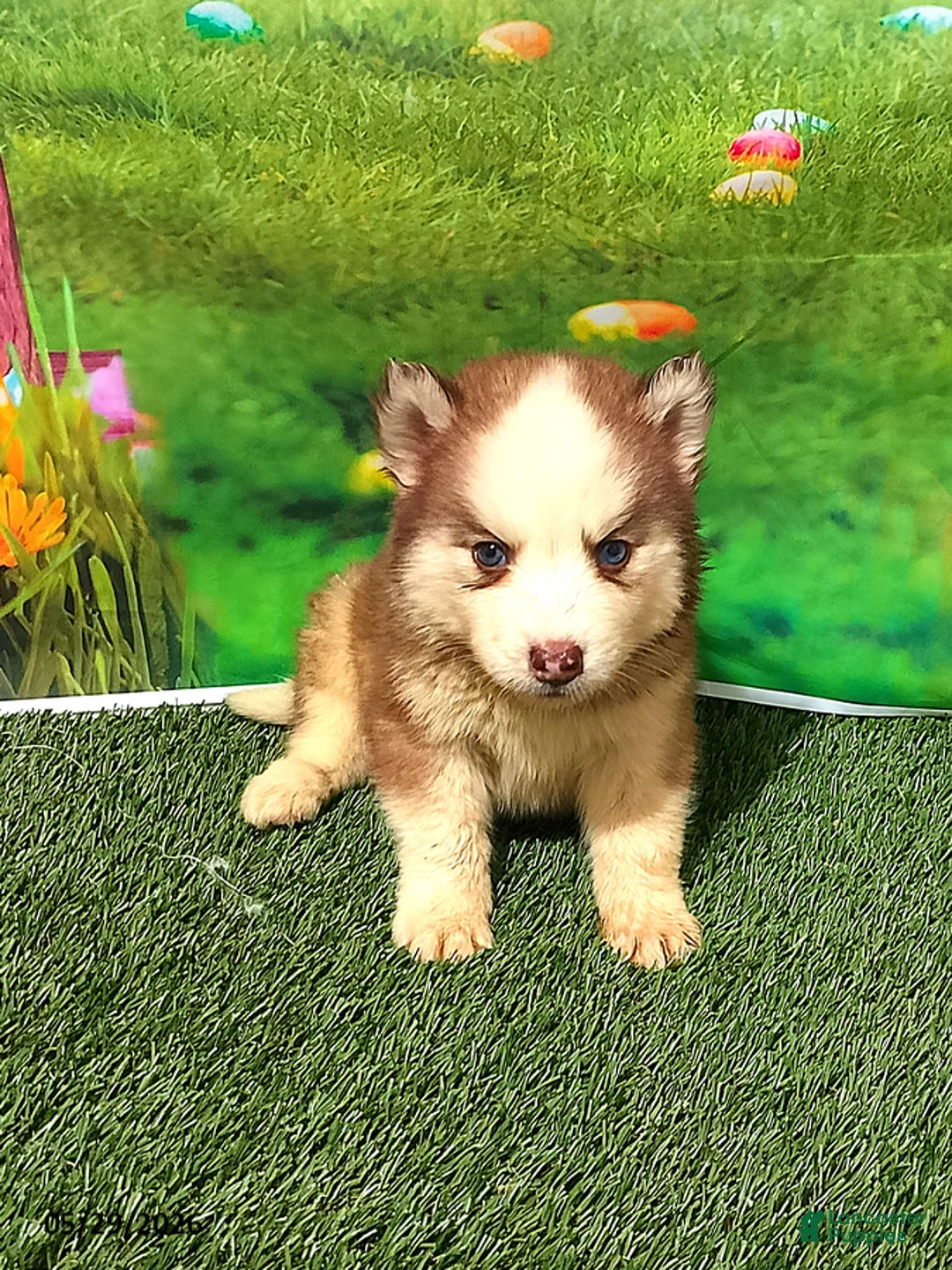 Siberian Husky dogs for sale: Charlie - Ad 1