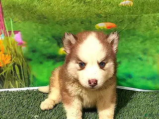 Siberian Husky dogs for sale: Charlie - Ad 2