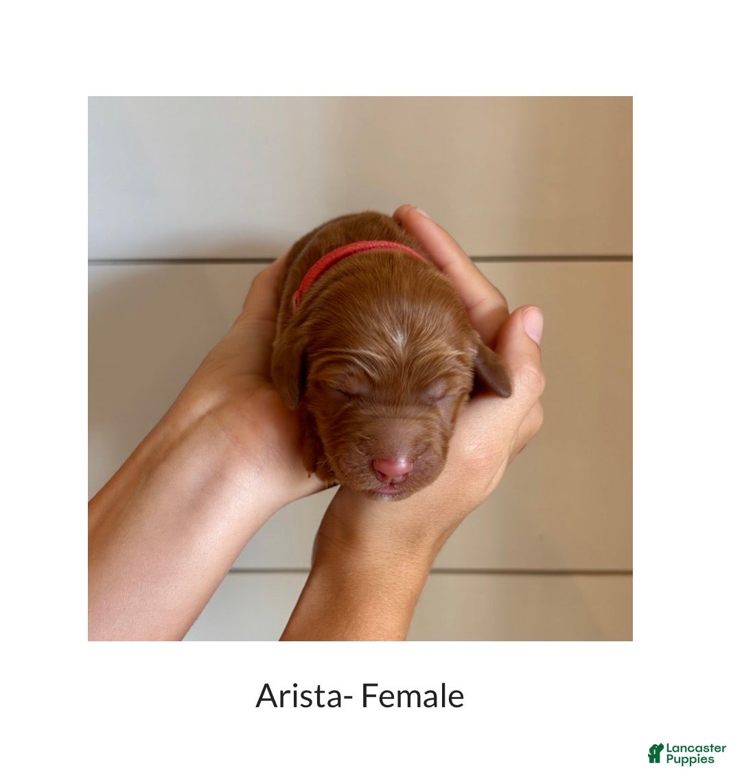 Irish Doodle dogs for sale: Irish Doodle Puppy- Arista - Ad 1