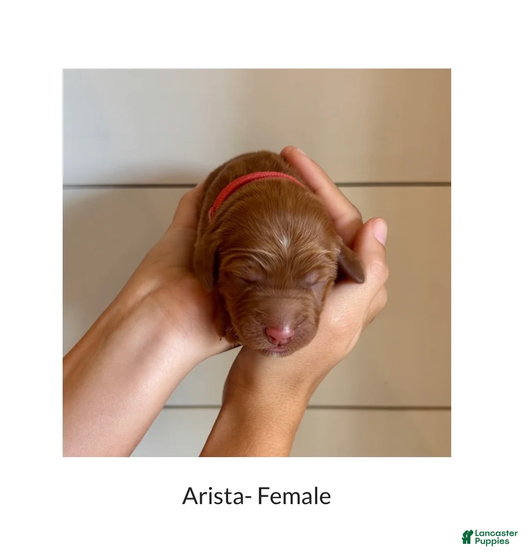 Irish Doodle dogs for sale: Irish Doodle Puppy- Arista - Ad 1