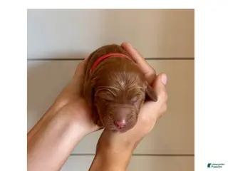 Irish Doodle dogs for sale: Irish Doodle Puppy- Arista - Ad 1