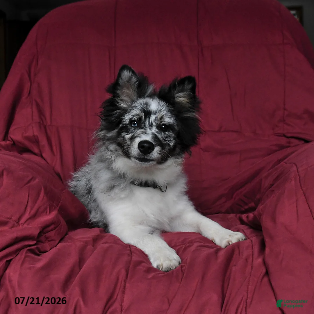Pomsky dogs for sale: Teddy - Ad 2