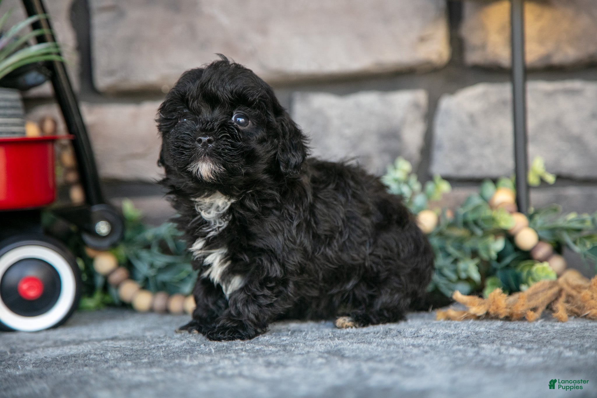 Havapoo dogs Treva - Ad 1