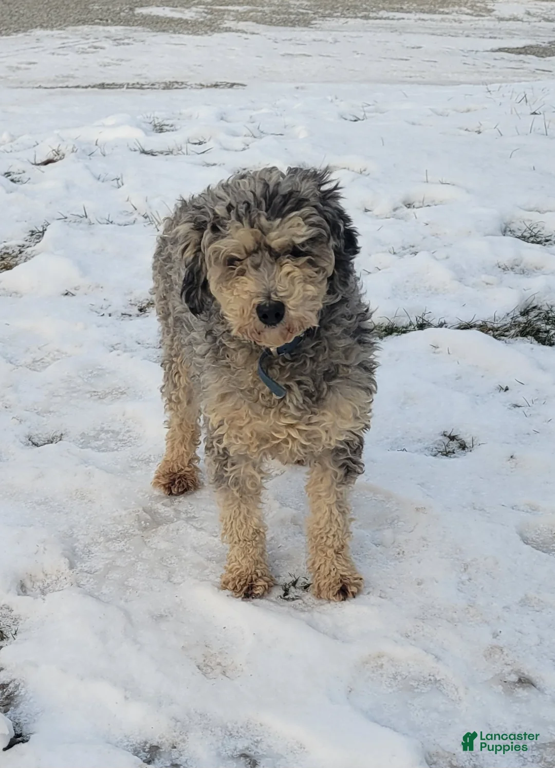 Miniature Poodle dogs for sale: Sophie - Ad 4