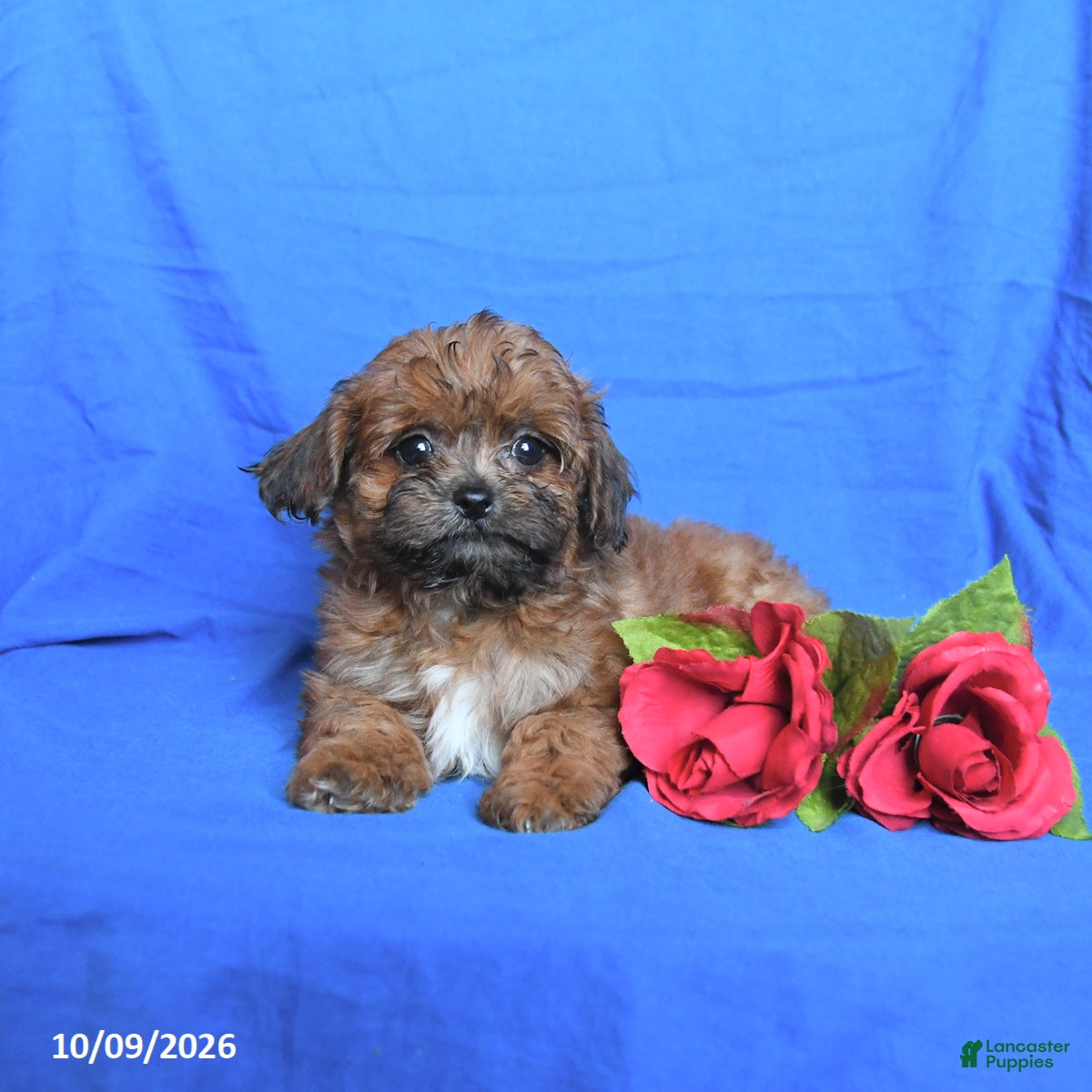 Shihpoo dogs Skippy - Ad 2
