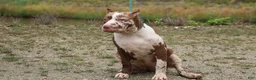 American Bully dogs for sale: Polaris - Ad 10